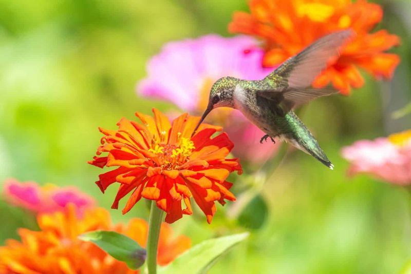 Zinnia Feast