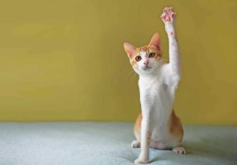 Playful Behavior Without Startling