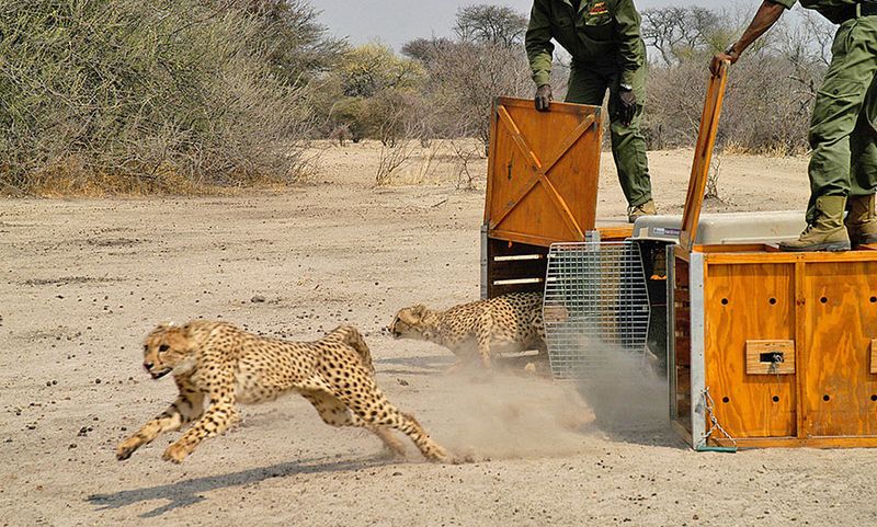 Insufficient Conservation Efforts