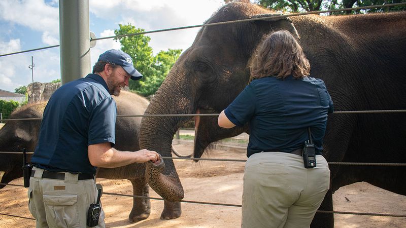 Advancements In Veterinary Care