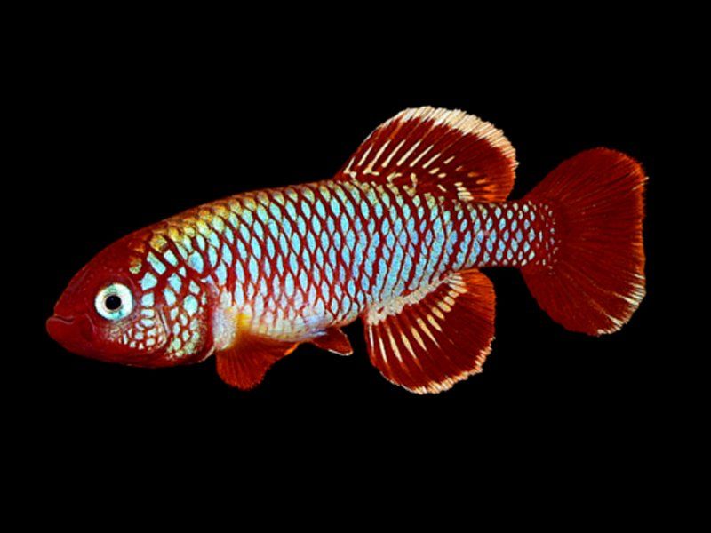 Captivating The Aquarium Community