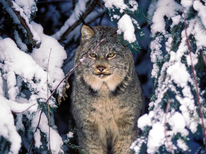 Following The Snowshoe Hare