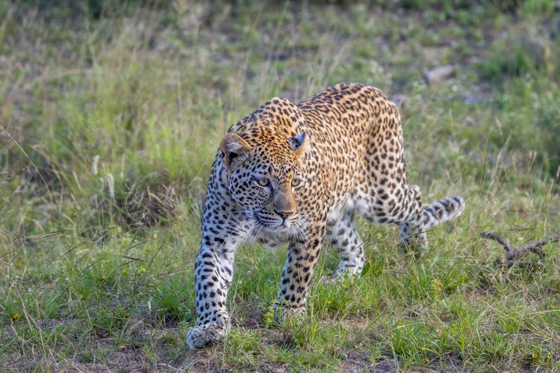 Zoologist Monirul Khan's Perspective