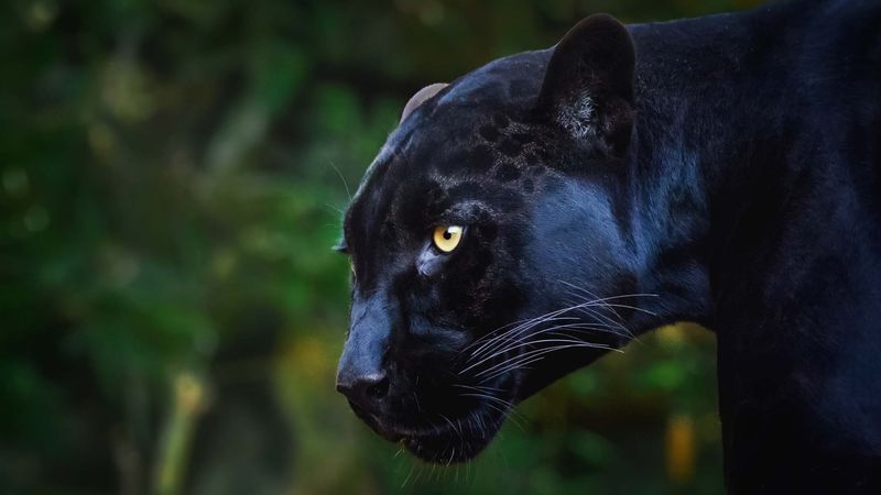 Behavioral Adaptations