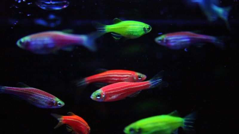 Genetic Modification (Glow-In-The-Dark Variant)