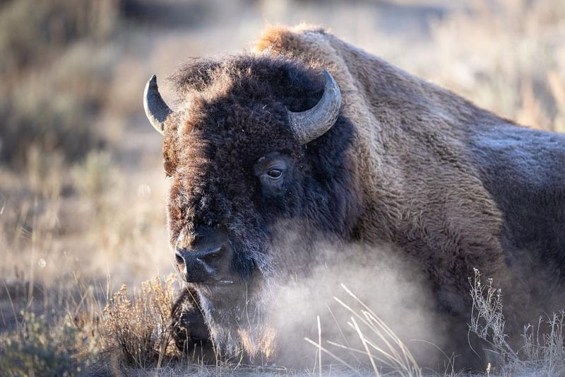Symbols Of Wilderness And Freedom