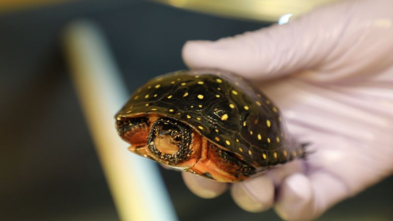 Researchers Use Tracking Devices To Monitor Turtle Health And Movement