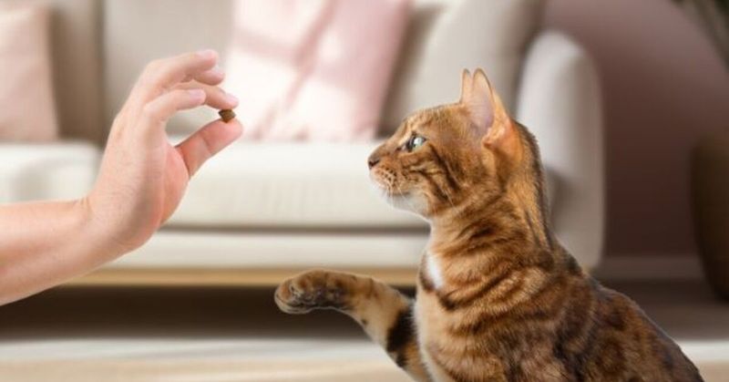 Reward Calm Behavior