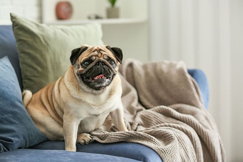 Perpetually Present Pugs