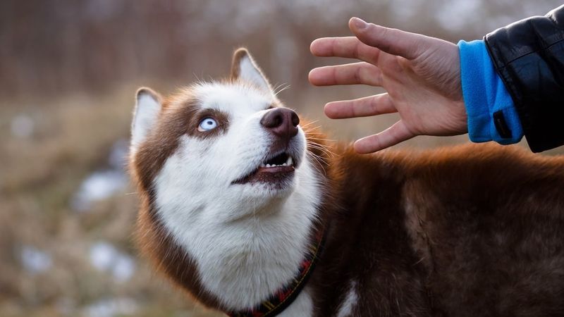 Unpredictable Handling And Touching