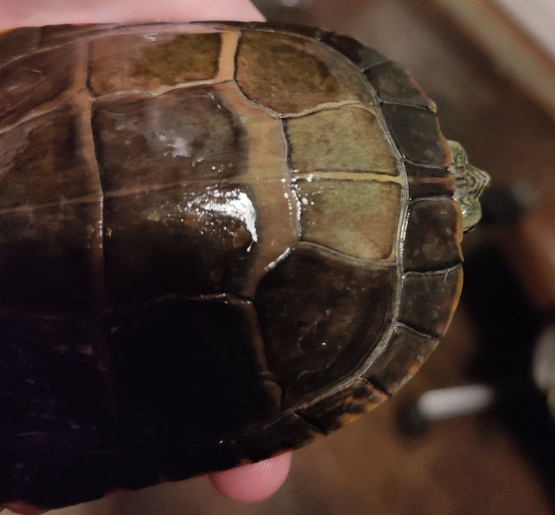 Abnormal Shell Coloration