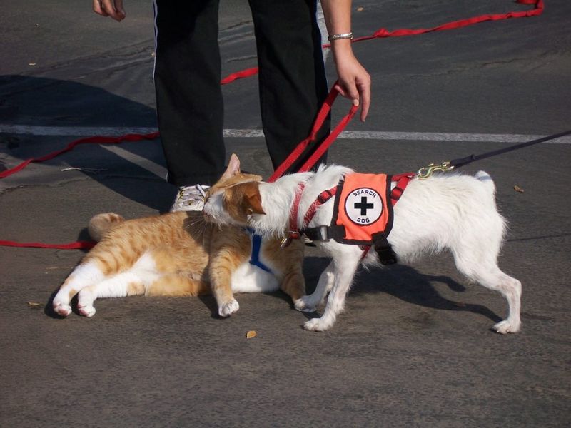 Enlist Professional Pet Detectives