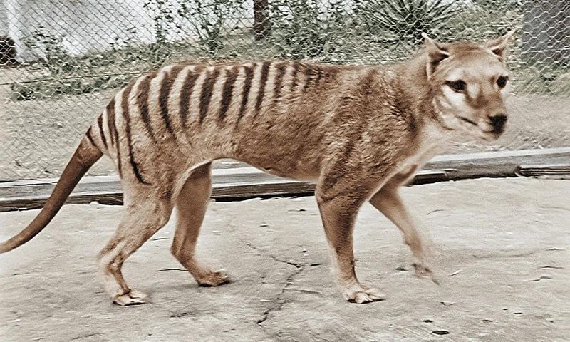 Share With Cryptozoology Networks Responsibly
