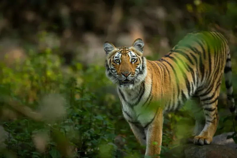 Tigers Evolved In Asia