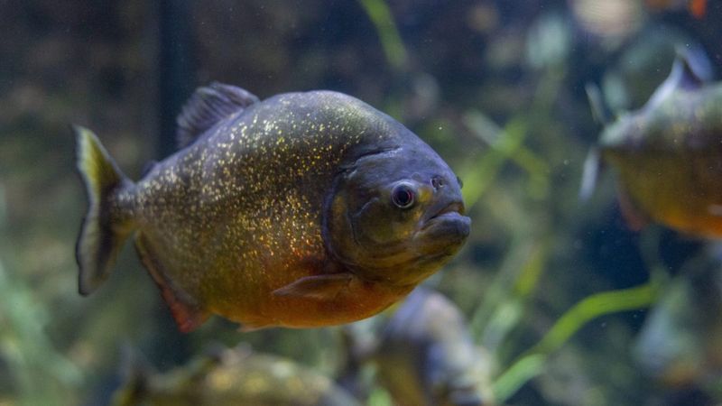 Piranha – The Infamous Shoal Hunter