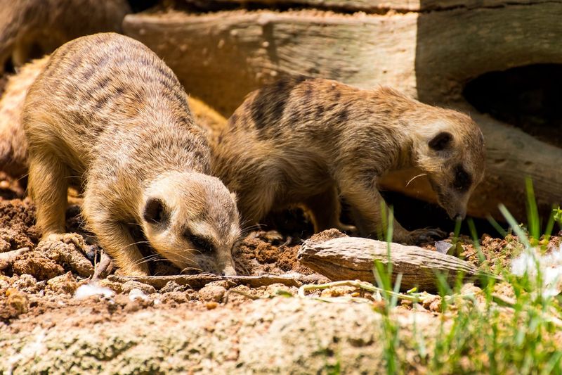 Synchronized Foragers