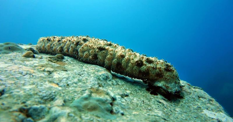 Sea Cucumbers
