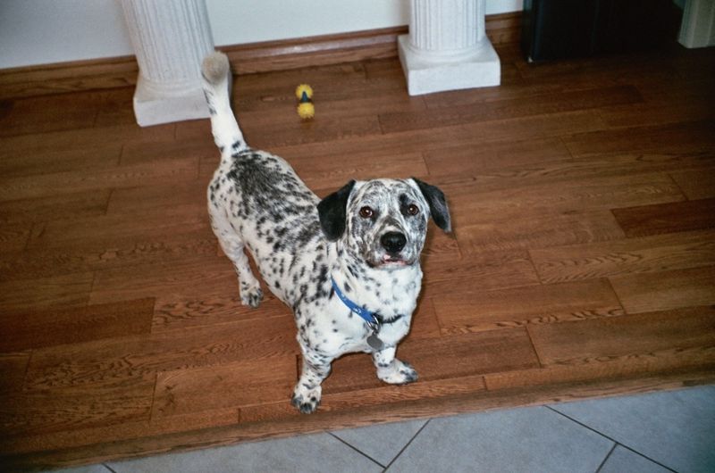 Corgi Dalmatian Mix
