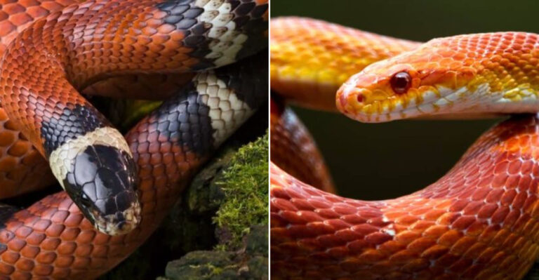 Corn Snake Vs. Milk Snake And Their Differences And Similarities