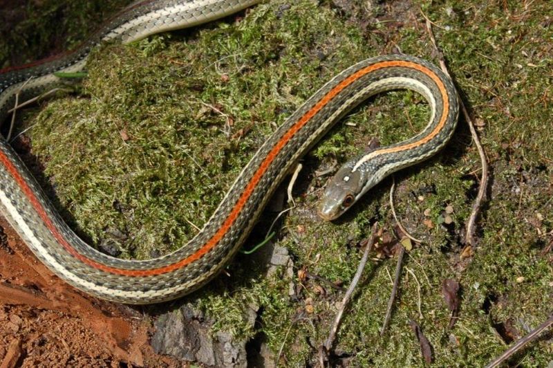 Ribbon Snake