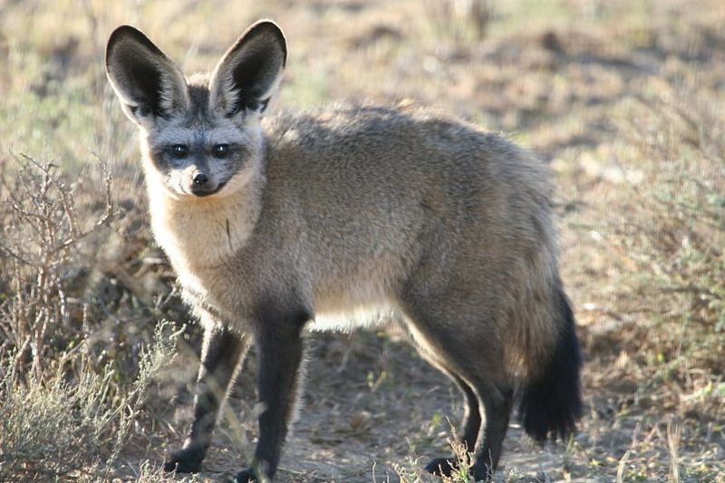Bat-Eared Fox (Otocyon megalotis)