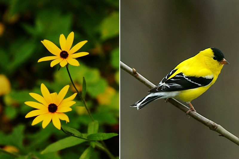 Black-Eyed Susan Bonanza
