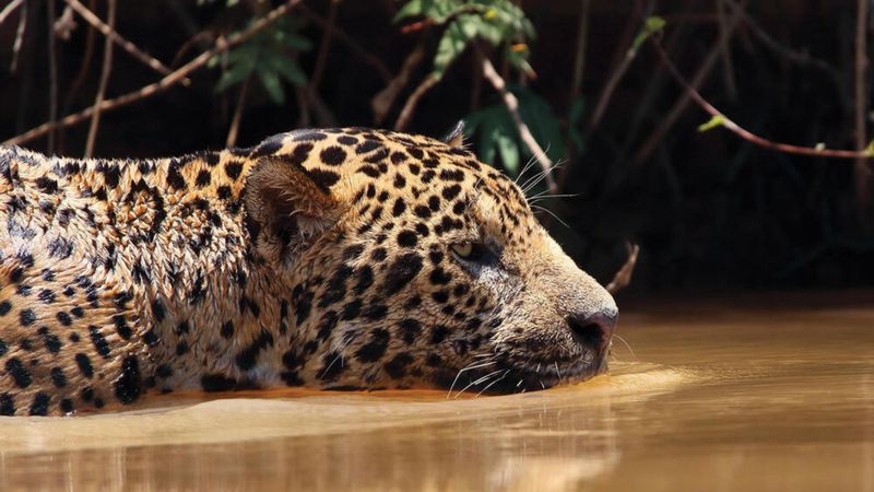 Jaguar: Tropical Heat Specialist