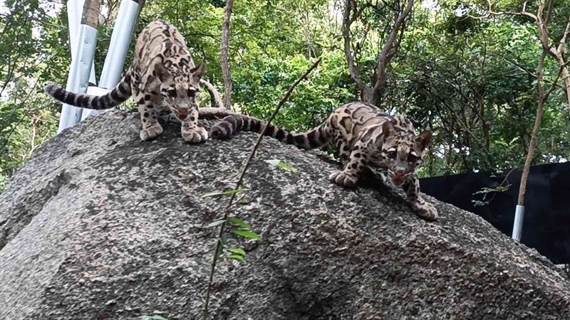 Clouded Leopards
