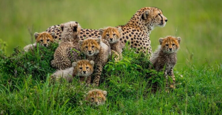 Could Cheetahs Make A Comeback In The U.S. Wilderness?