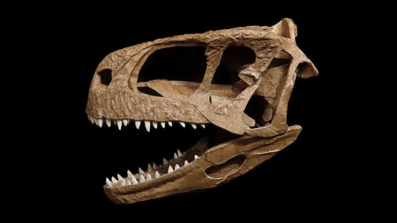 What Fossil Evidence Can And Can't Tell Us