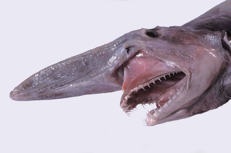 Powerful Jaw Mechanics