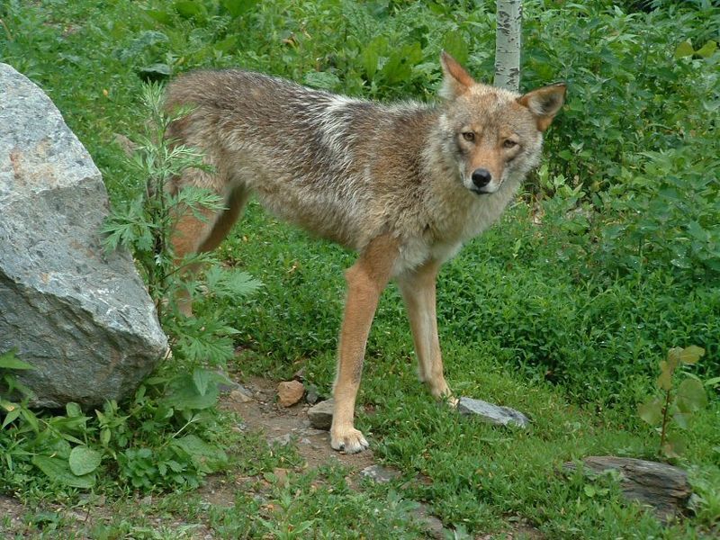 Coywolf (Coyote + Wolf)