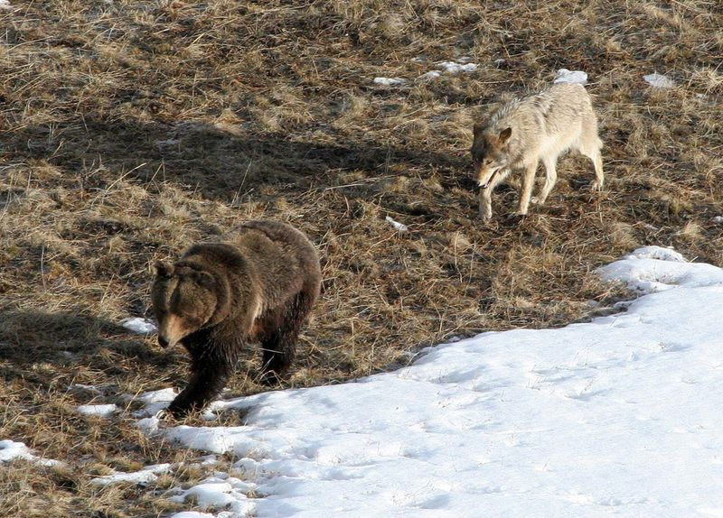 Grizzly Bear Buffet Line