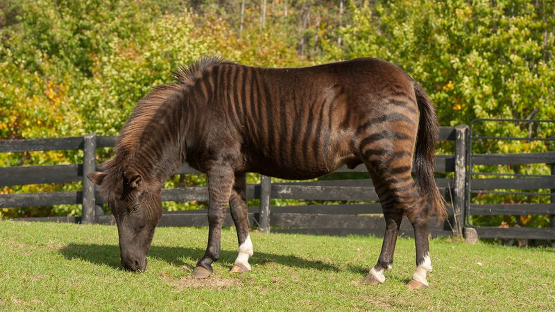 Zorse (Zebra + Horse)