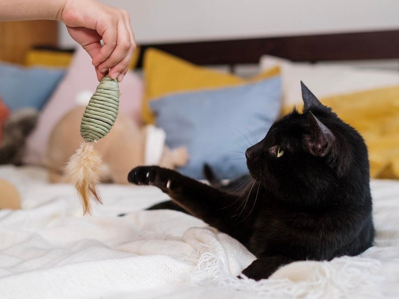 Playful Distraction