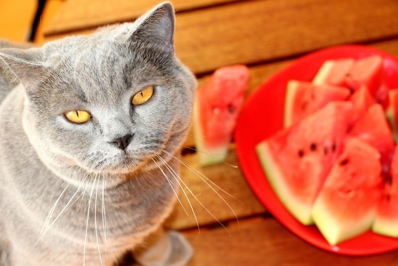 Water-Rich Treats
