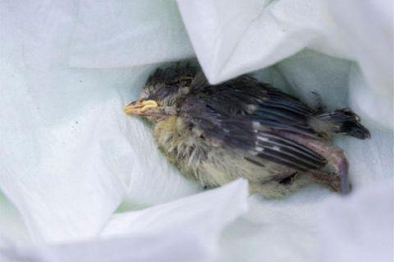 Know When To Help Injured Birds