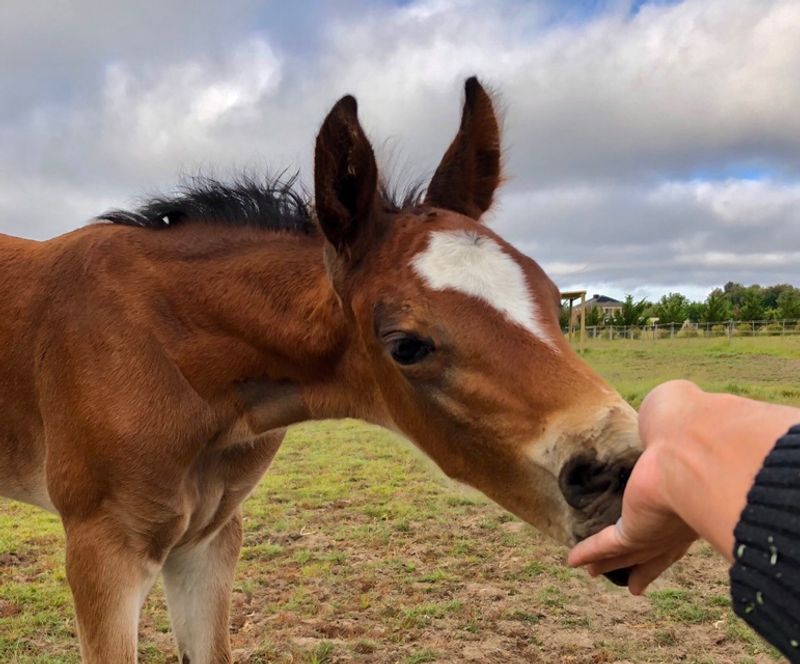 Start Gentle Handling Early