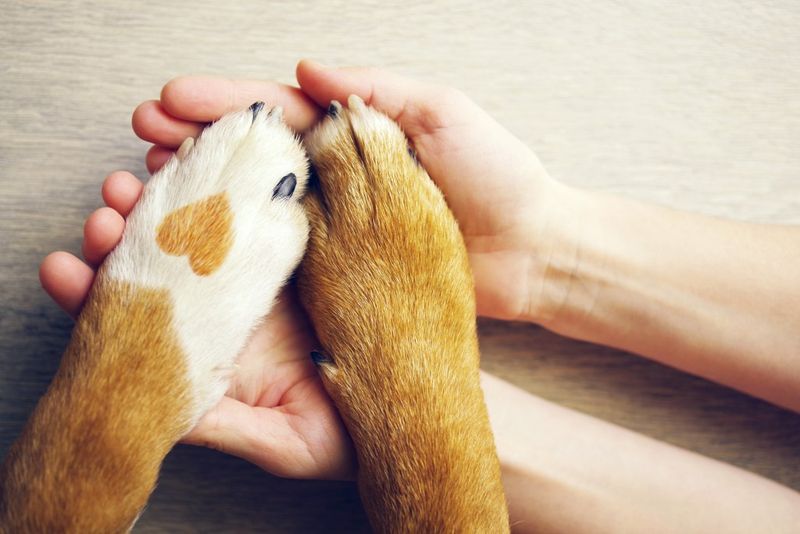 Join a Pet Loss Support Group