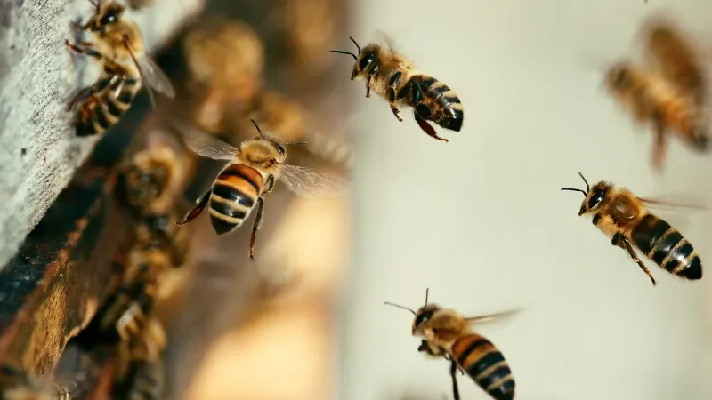 Supports Invasive Honeybee Dominance