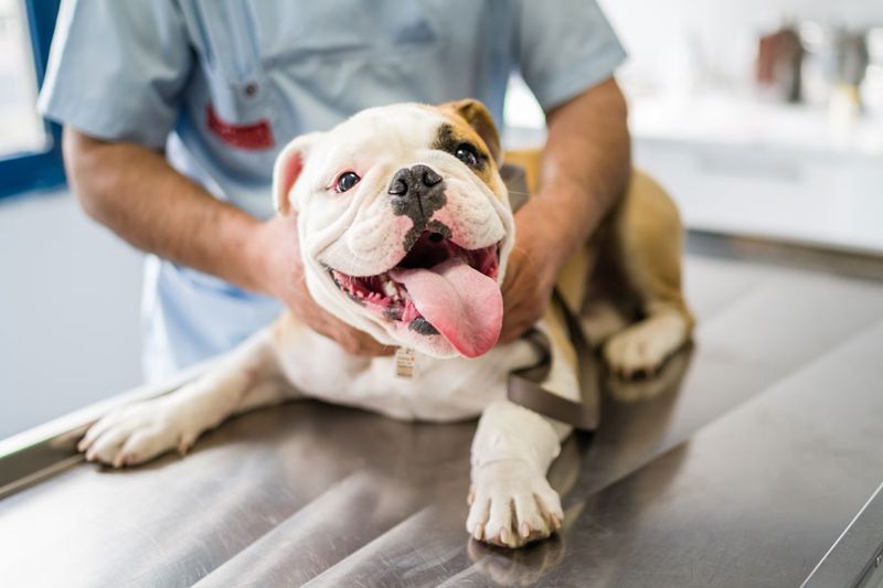 Microchipping And Updated ID Tags