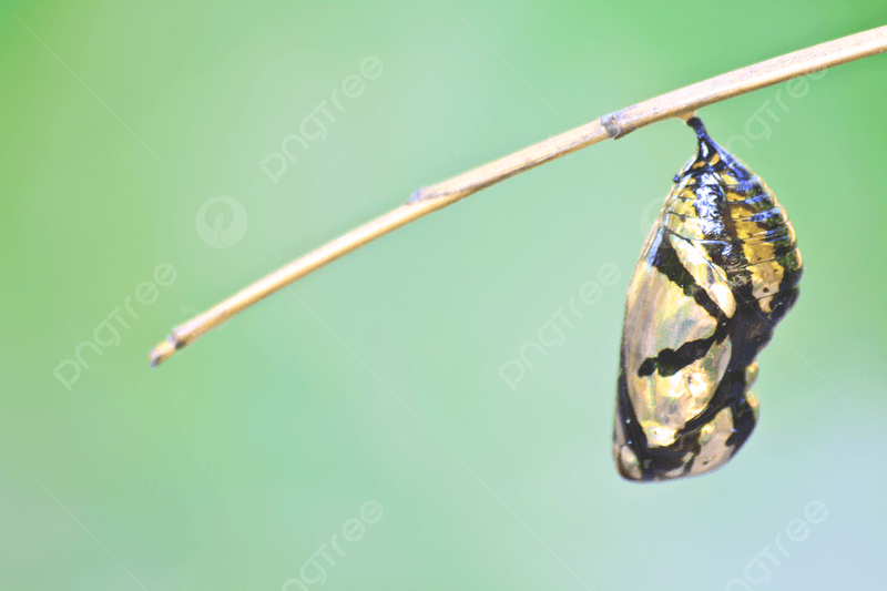 Upside-Down Hanging Strategy