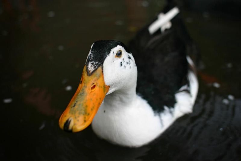 Magpie Duck