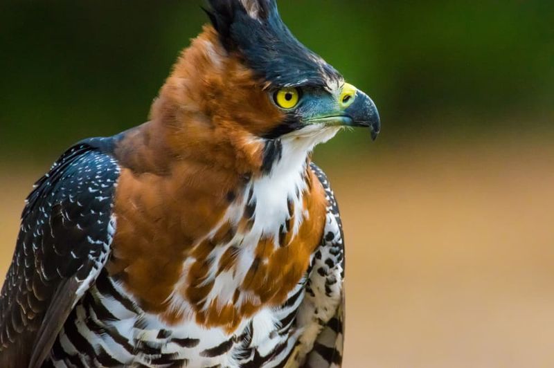 Ornate Hawk-Eagle