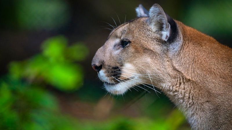 Hope On The Horizon: The People Fighting To Save Florida's Big Cats