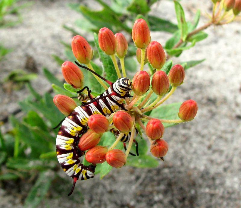 Milkweed Dependency