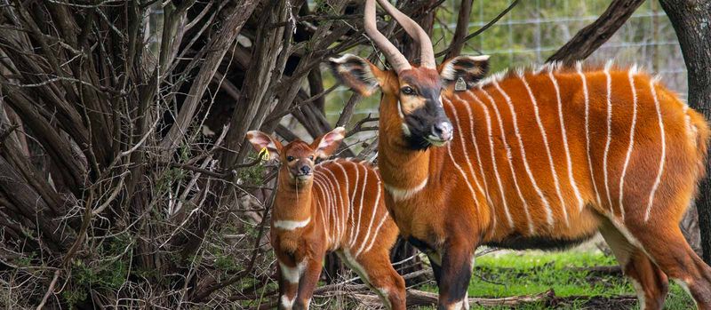 Poaching Still A Serious Threat
