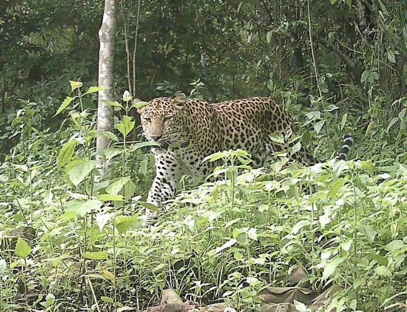 Rare Sighting In Chittagong Hill Tracts