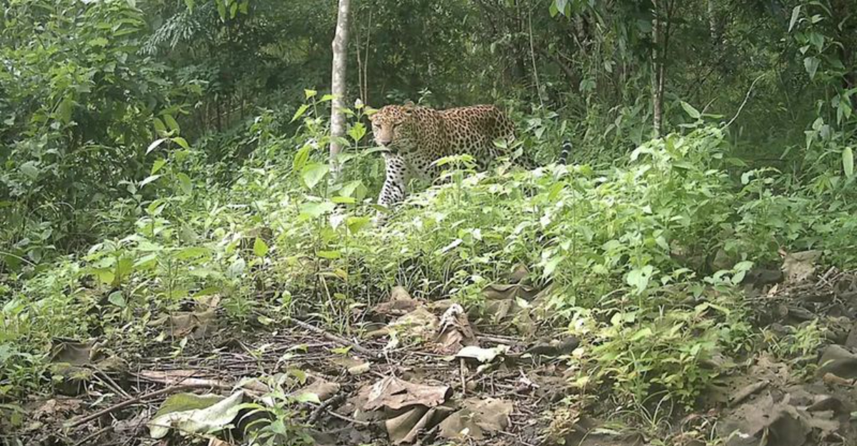 Critically Endangered Leopard Photographed In The Forest Wilderness