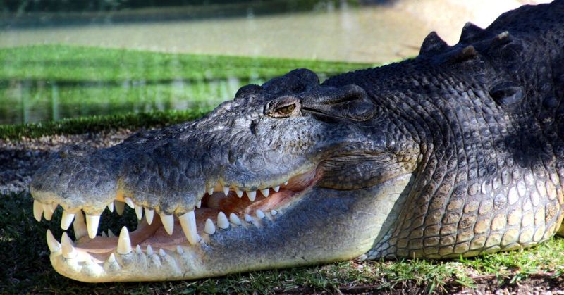 Their Jaws Can Crush With 3,700 PSI